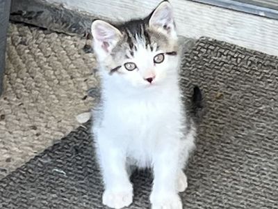 Farm Kittens