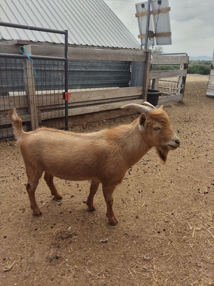 Nigerian dwarf billy