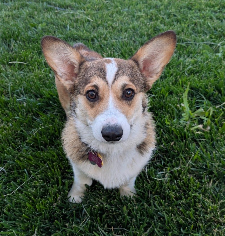 AKC Registered Pembroke Welsh Corgi – 7 Month Old Female