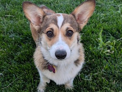AKC Registered Pembroke Welsh Corgi – 7 Month Old Female