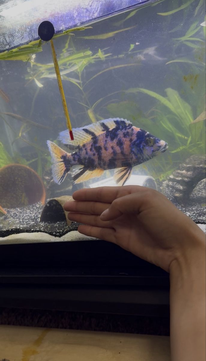 Blueberry ob cichlid 