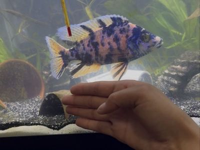 Blueberry ob cichlid