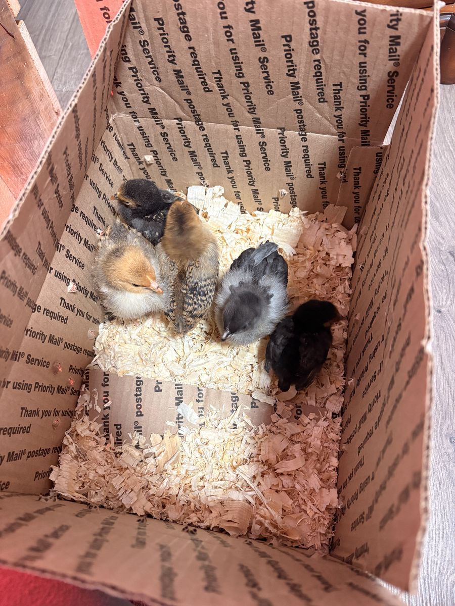 Chicks