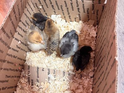 Chicks
