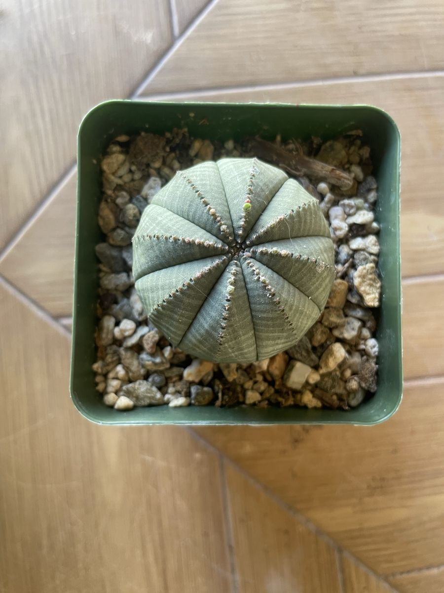 Main image 4