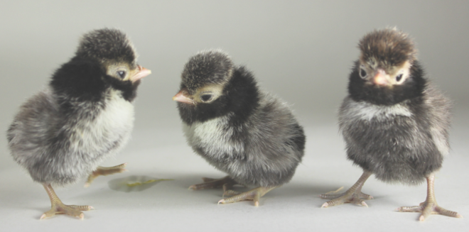 Silver Laced Polish Hatching Eggs