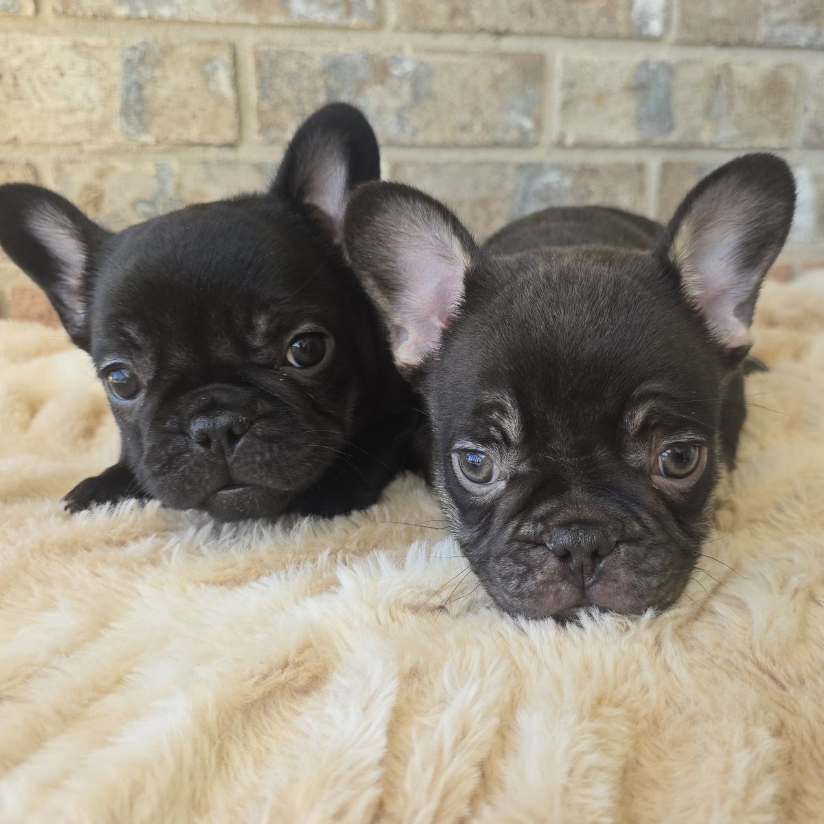 AKC French Bulldogs