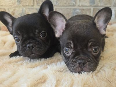 AKC French Bulldogs