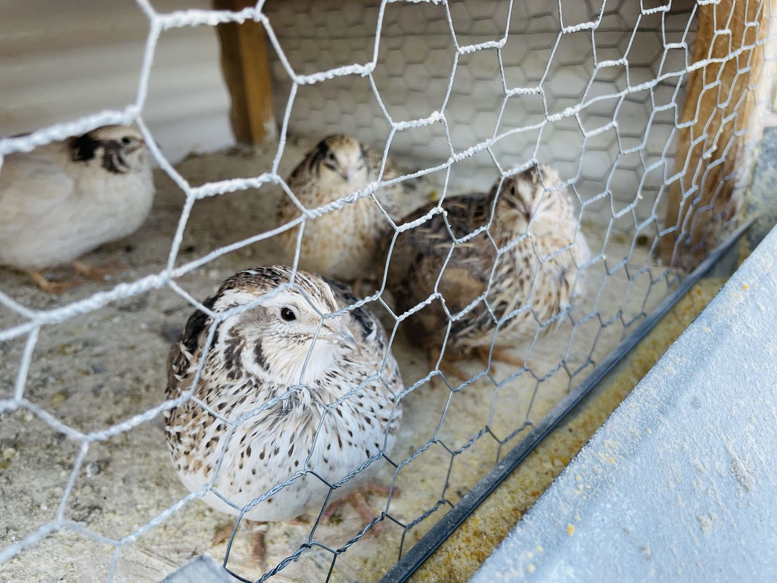 Fertilized Quail Eggs 