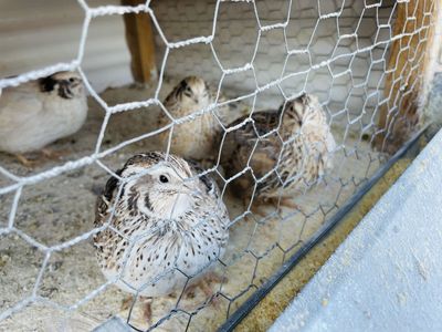 Fertilized Quail Eggs