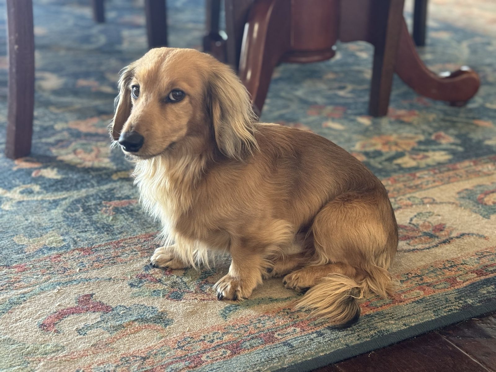 AKC Mini Dachshund For Stud (DNA certified)