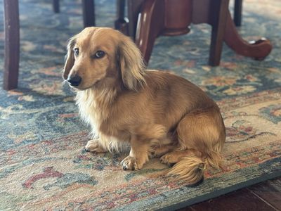 AKC Mini Dachshund For Stud (DNA certified)