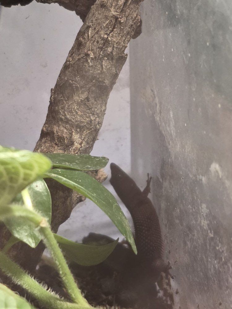 bay island least gecko male