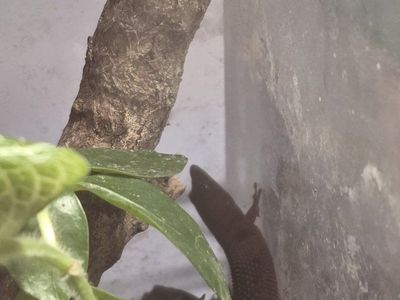 bay island least gecko male