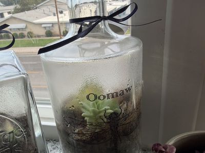 Handmade Oomaw Gin Bottle Terrarium with Live Succulents - Unique Home Decor
