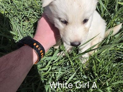 Siberian Husky Wolf-Hybrid Puppies