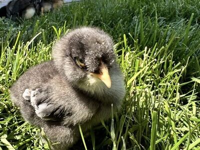 Hatch Your Own Chicks