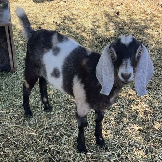 Nubian/Boer Wether goat