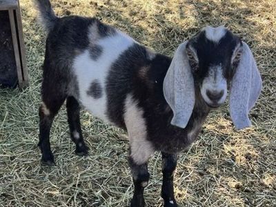 Nubian/Boer Wether goat