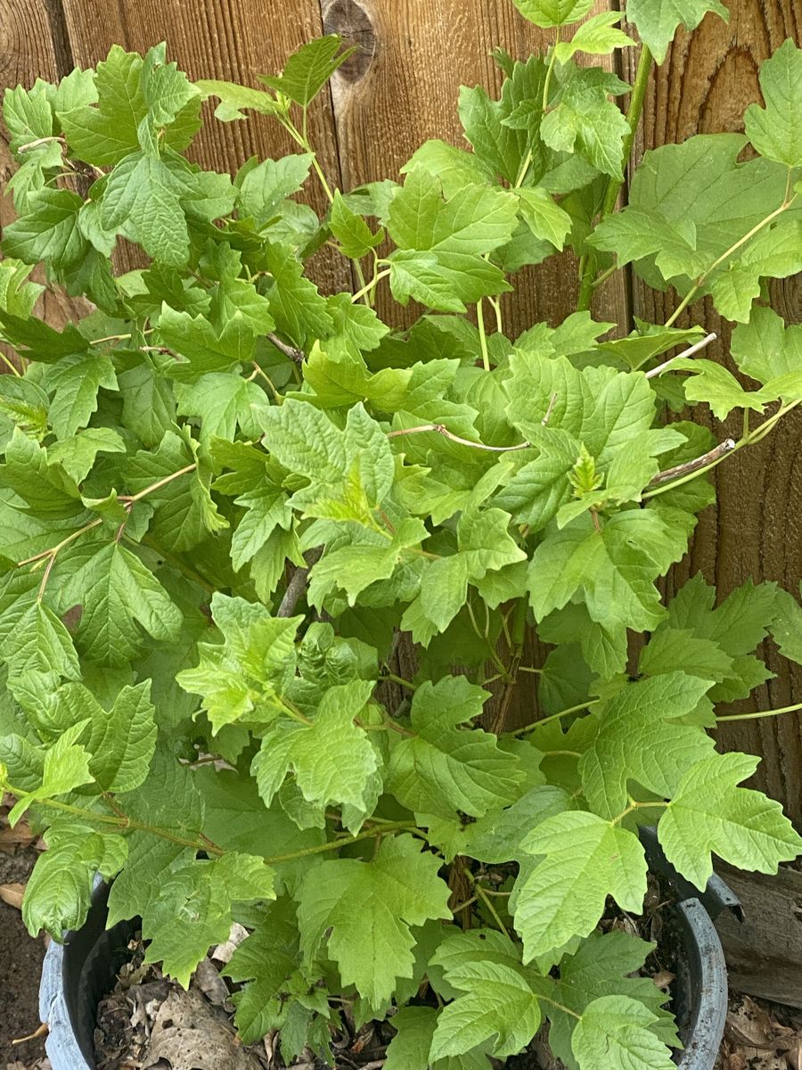 Popcorn bush