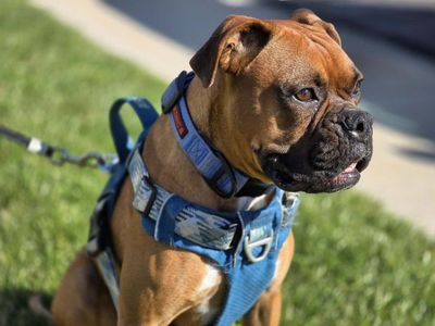Boxer puppy purebred