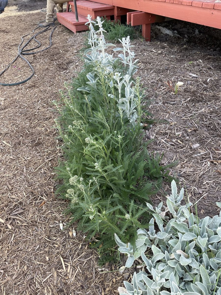 Free Perennial Plants