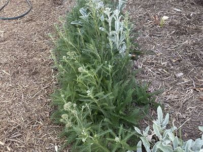 Free Perennial Plants