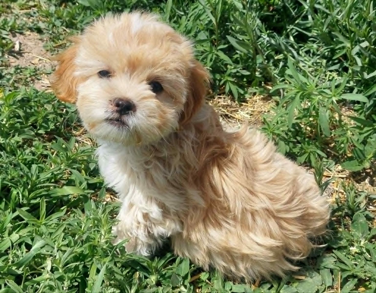 Malshipoo