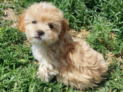 Malshipoo
