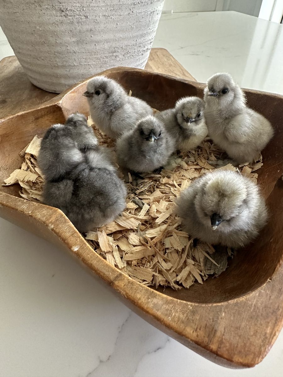 Straight Run Silkie Chicks