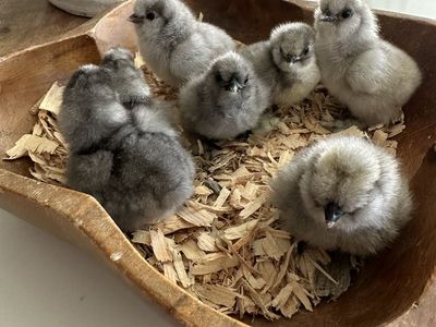 Straight Run Silkie Chicks
