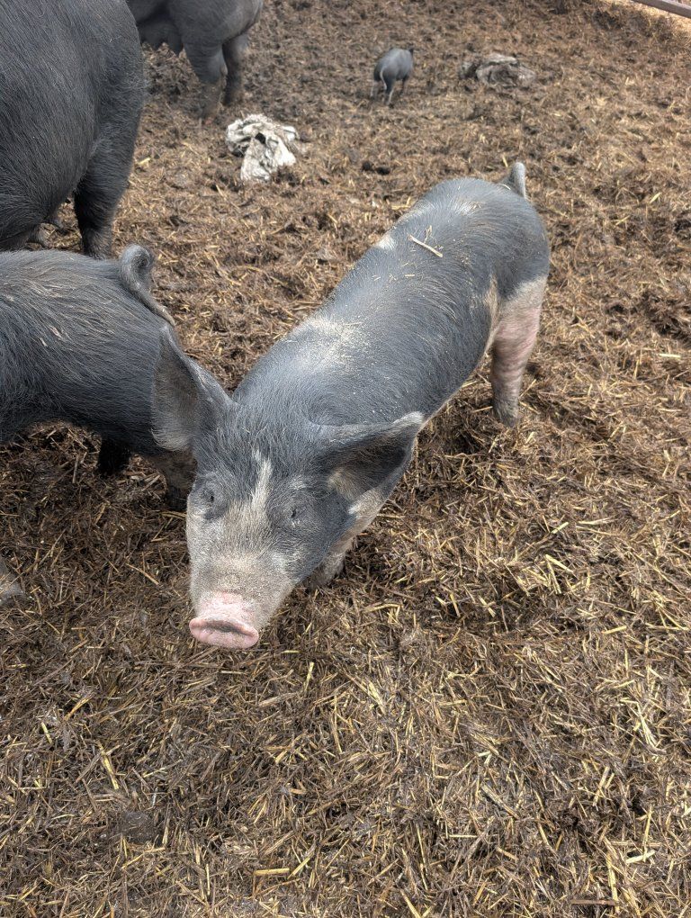 Berkshire pig, boars, gilts and weaners