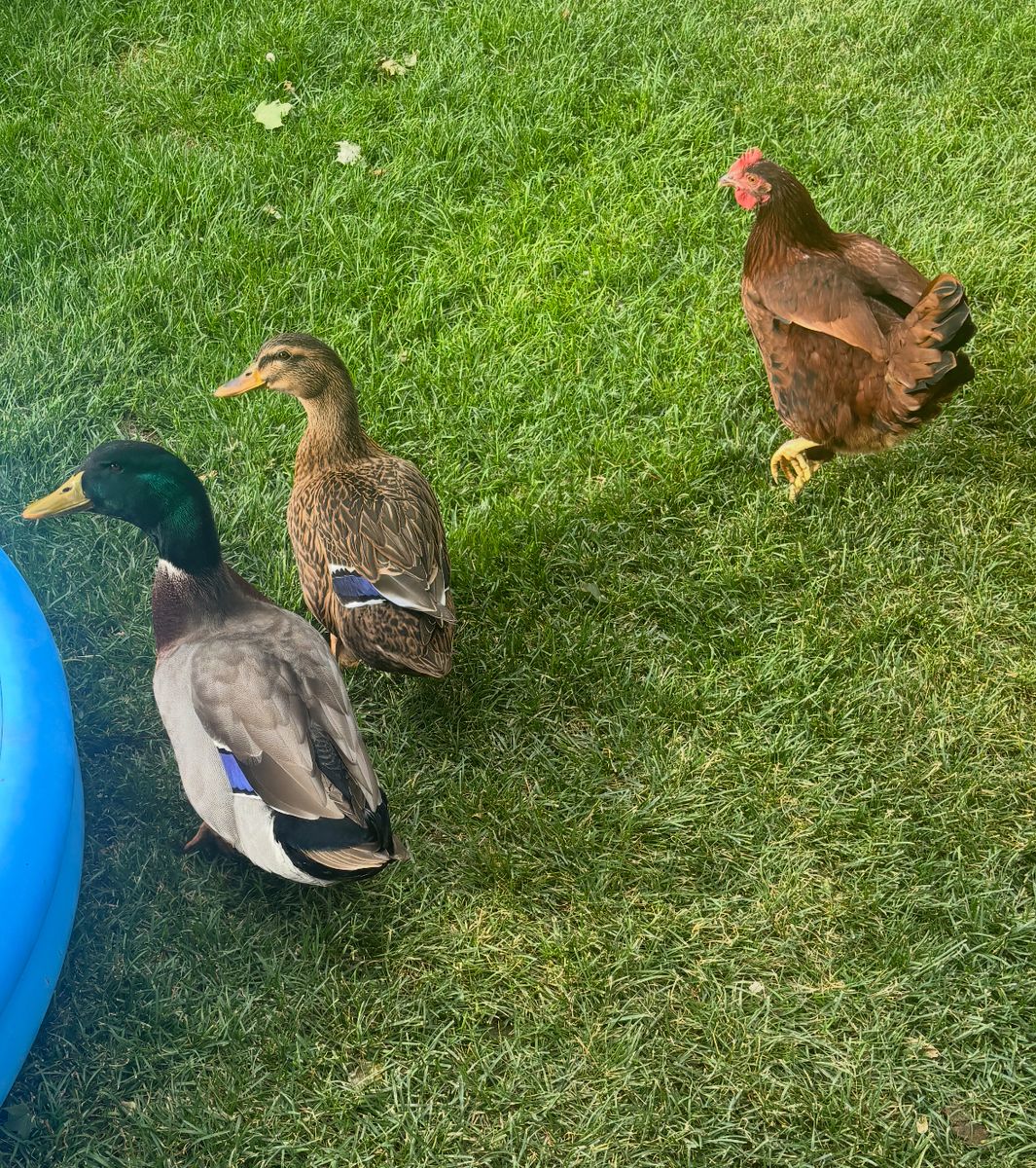 2 Ducks and a Chicken 