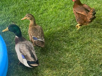 2 Ducks and a Chicken