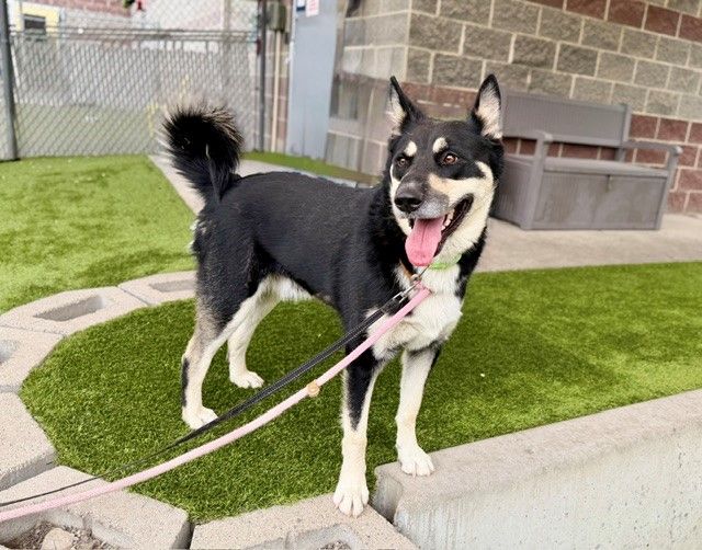 A149045 Oso, Available for Adoption