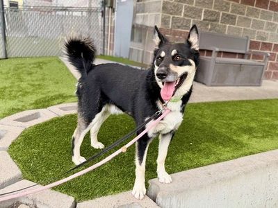 A149045 Oso, Available for Adoption