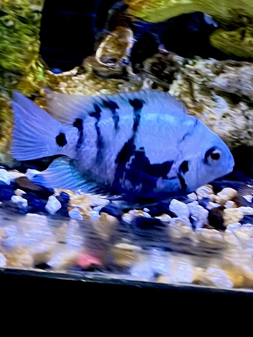 Polar blue cichlids
