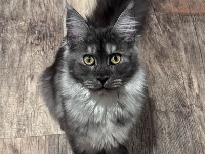 9 month old polydactyl fixed female Maine coon