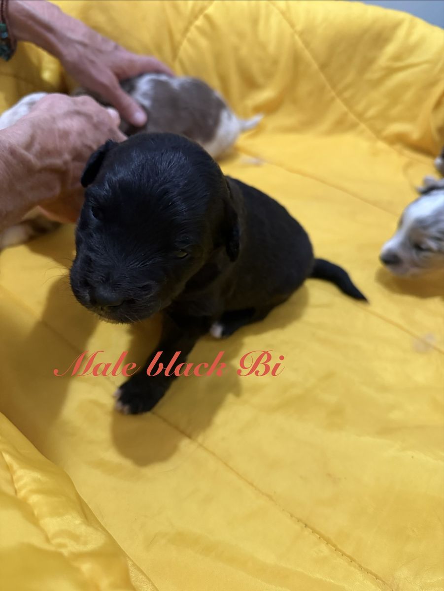 Mini/standard Australian shepherds