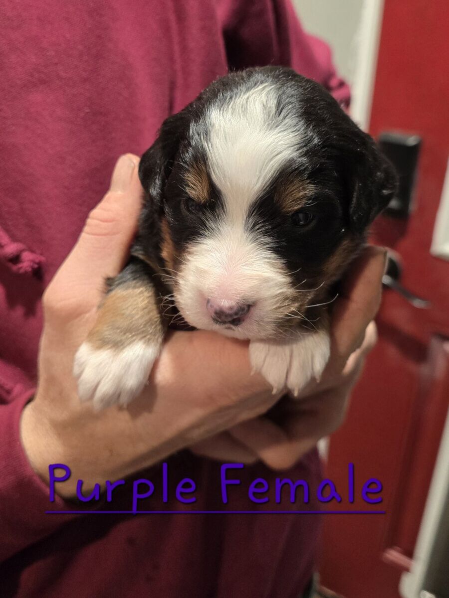 Bernese Mountain Dog
