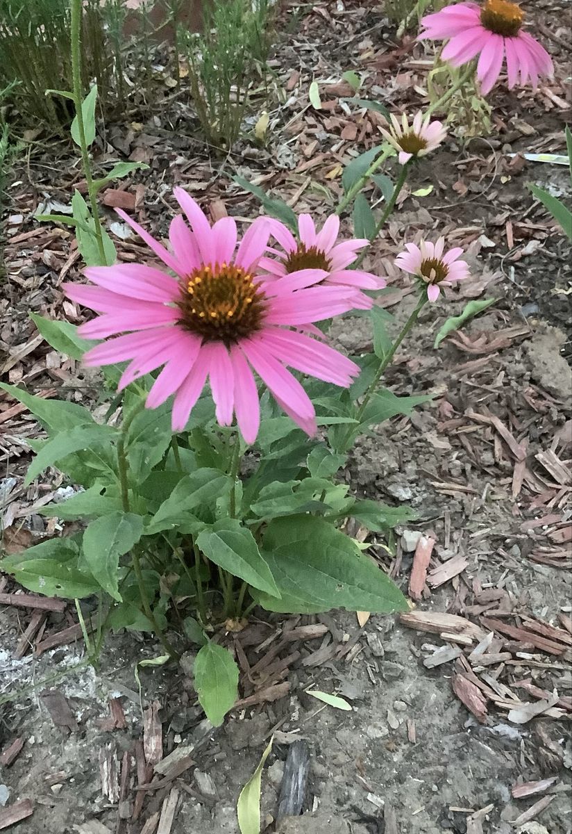 Live Pink Coneflower Plant - Echinacea Purpurea - Garden Ready