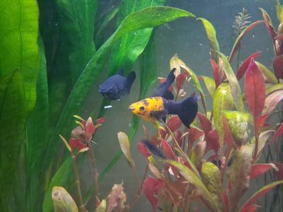 Molly Fish