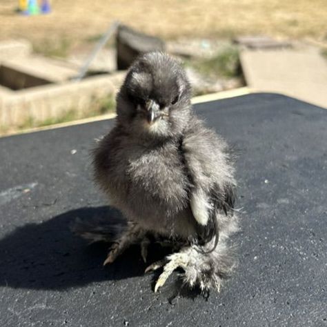 Silkie Chicks
