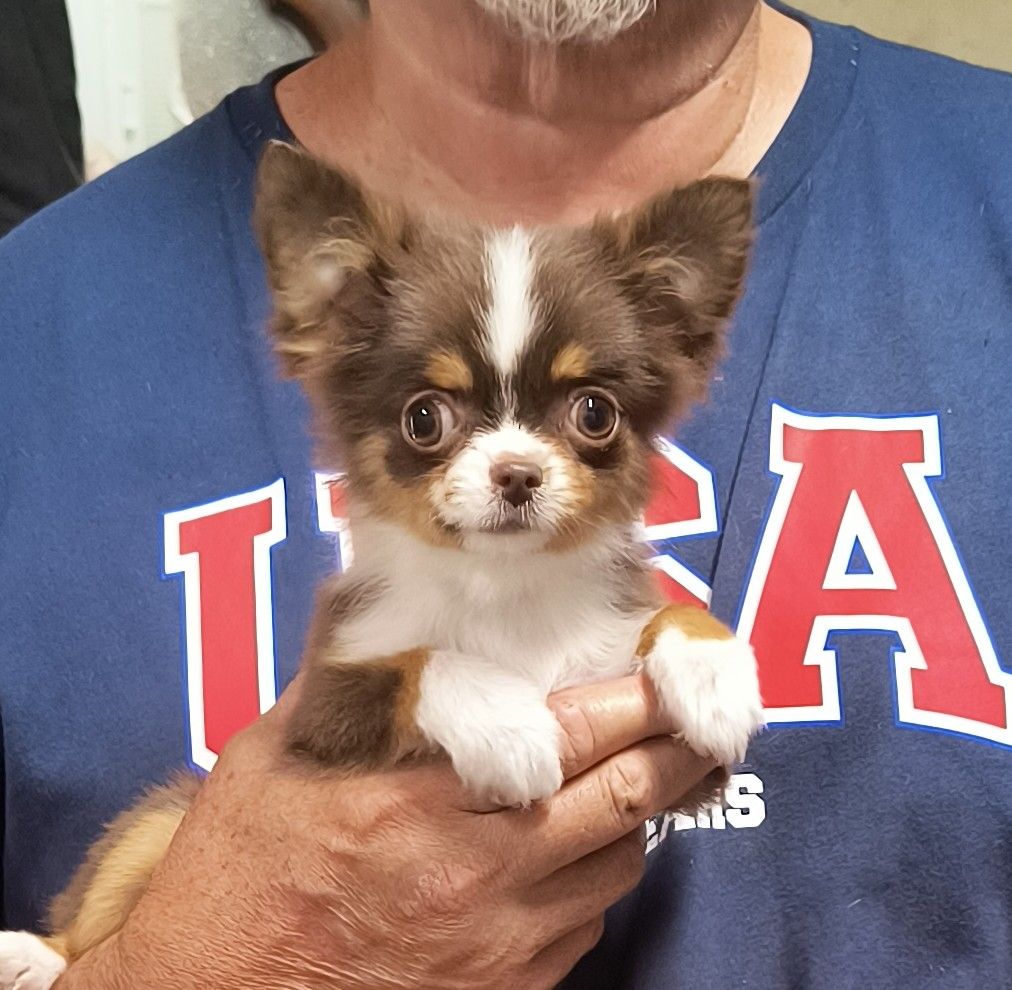 Adorable Extra Tiny,  Quality Long Coat Chihuahua Puppy  with Champion Lines