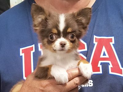Adorable Extra Tiny, Quality Long Coat Chihuahua Puppy with Champion Lines