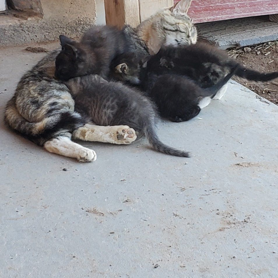 kittens