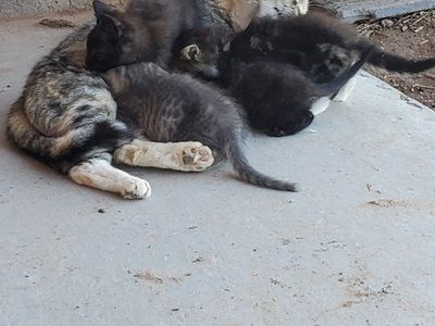 kittens
