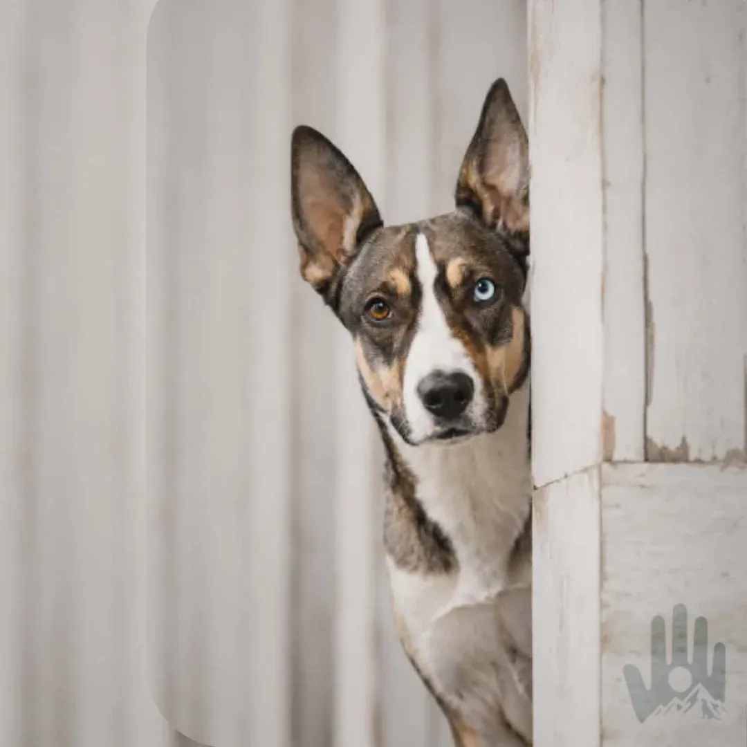 Sponsored/Free Dog (Available)