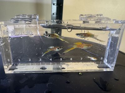 Assorted Single Swords