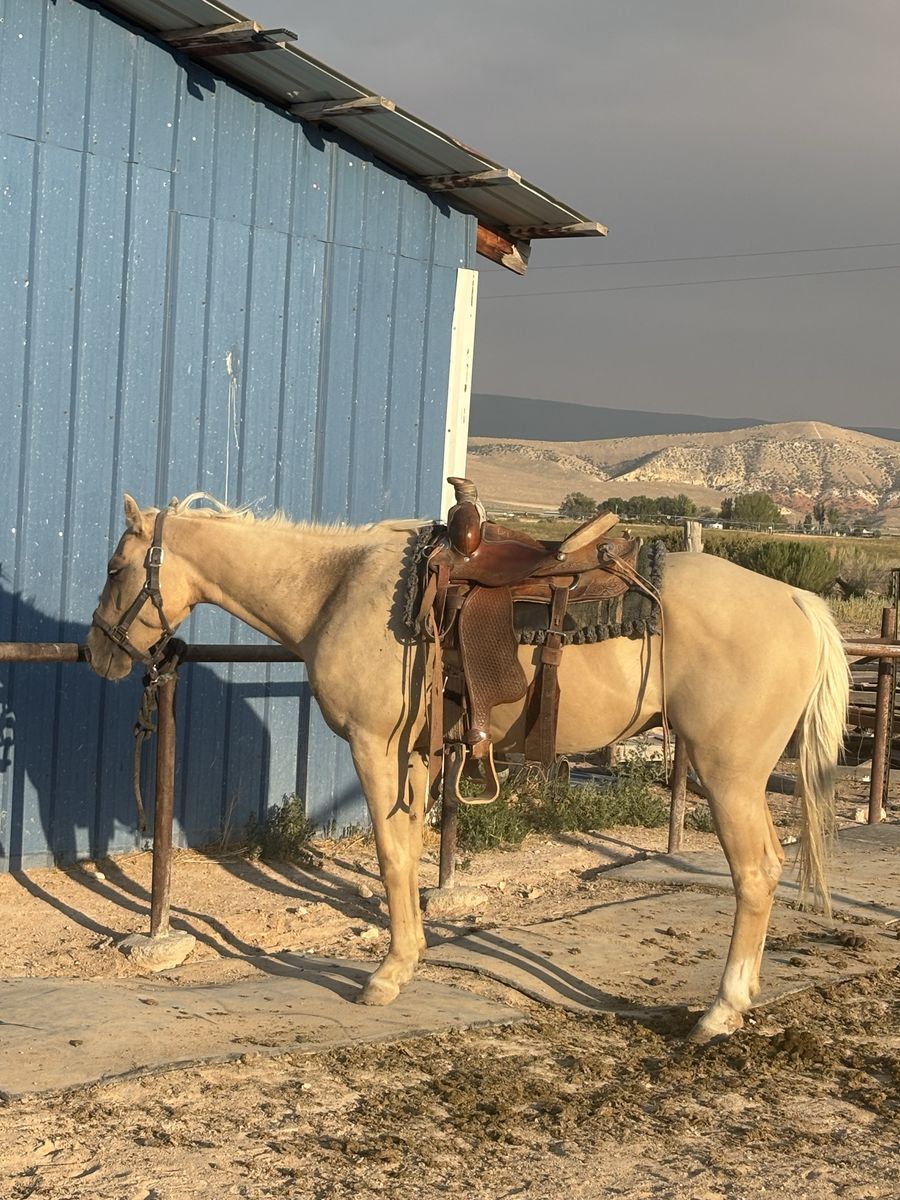3 year old grade gelding